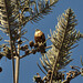 Catherine Falcon Photo 25
