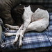 Greg Pointer Photo 6