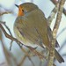 Robin Hawk Photo 17