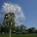 Joseph Adkins Photo 15