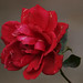 Rose Herbst Photo 9