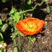 Susan Wingate Photo 32
