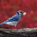 Jay Bush Photo 20