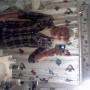Chad Hamilton Photo 25