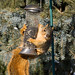 Marvin Fox Photo 14