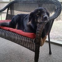 Denise Dodson Photo 12