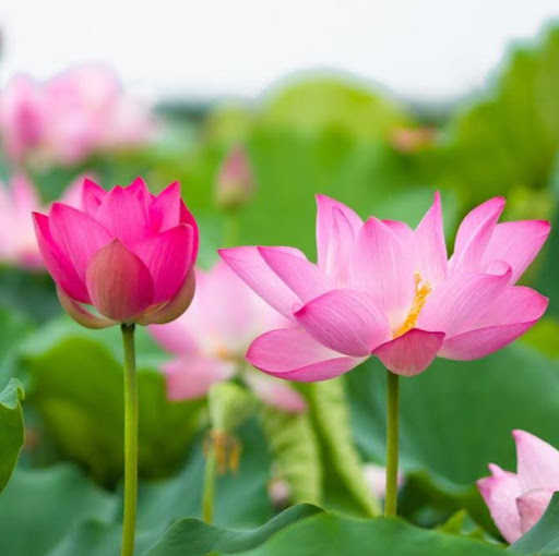 Vinh Duong Photo 34