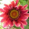 Susan Allred Photo 33