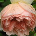 Thomas Rose Photo 2