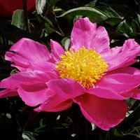 Rose Spence Photo 22