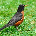Robin Hummer Photo 6
