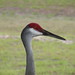 Judy Crane Photo 19