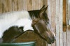 Marie Murphy Photo 14
