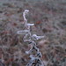 Sharon Frost Photo 16