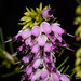 Heather Winter Photo 19
