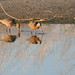 Janet Dowell Photo 15