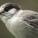 Jay Rosenbaum Photo 22