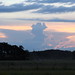 Ronald Plant Photo 9