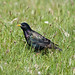 Summer Starling Photo 12