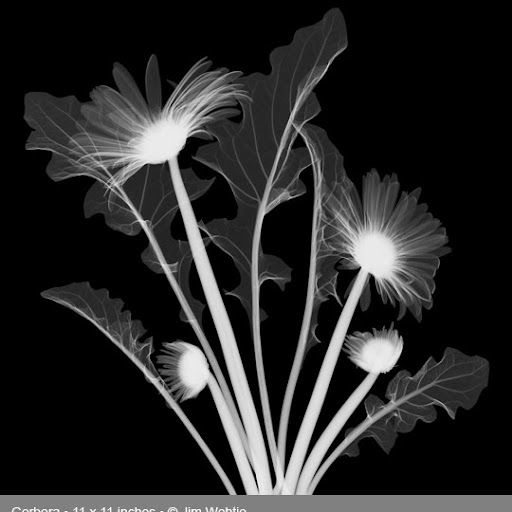 Alice Benner Photo 2