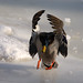 Jean Mallard Photo 4