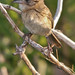 Kelley Sparrow Photo 12