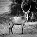 Herbert Lang Photo 25