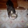 Lisa Kain Photo 18