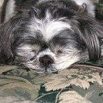 Sue Locke Photo 24