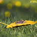 Alvin Sharp Photo 14
