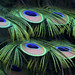 William Peacock Photo 44