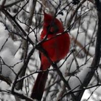 Dianne Cochran Photo 19
