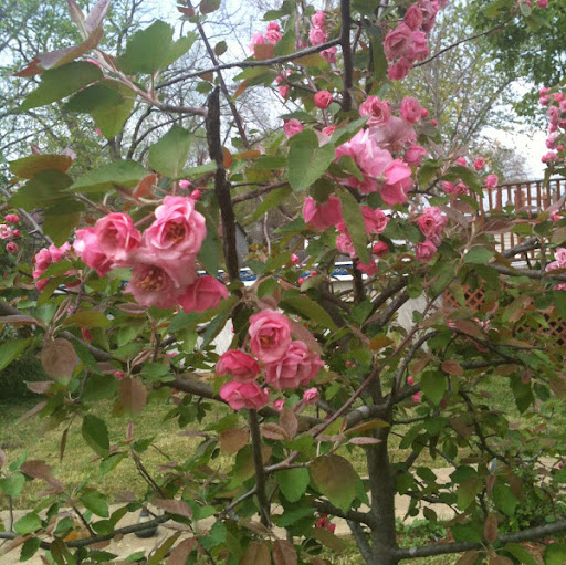 Elizabeth Mcclain Photo 26