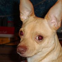 Rudolph Jenkins Photo 9