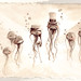 Renee Fish Photo 4