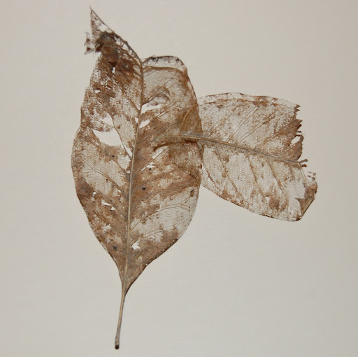 Robert Haack Photo 6