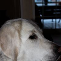 Charlie Wolf Photo 17