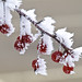 Crystal Berry Photo 10