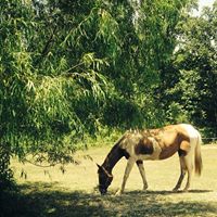 Nancy Crowe Photo 31