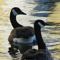 Deb Newman Photo 35