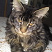 Vincent Coon Photo 5