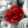 Zahid Hussain Photo 44
