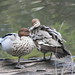 Margaret Brookes Photo 15