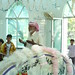 Muhammad Sadiq Photo 43