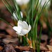 Joann Bloom Photo 6