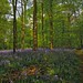 Bradley Forest Photo 8