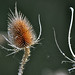 Johnny Combs Photo 36