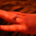 Suzanne Ring Photo 1