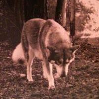 Randy Davidson Photo 27