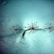 Sarah Spurlin Photo 6